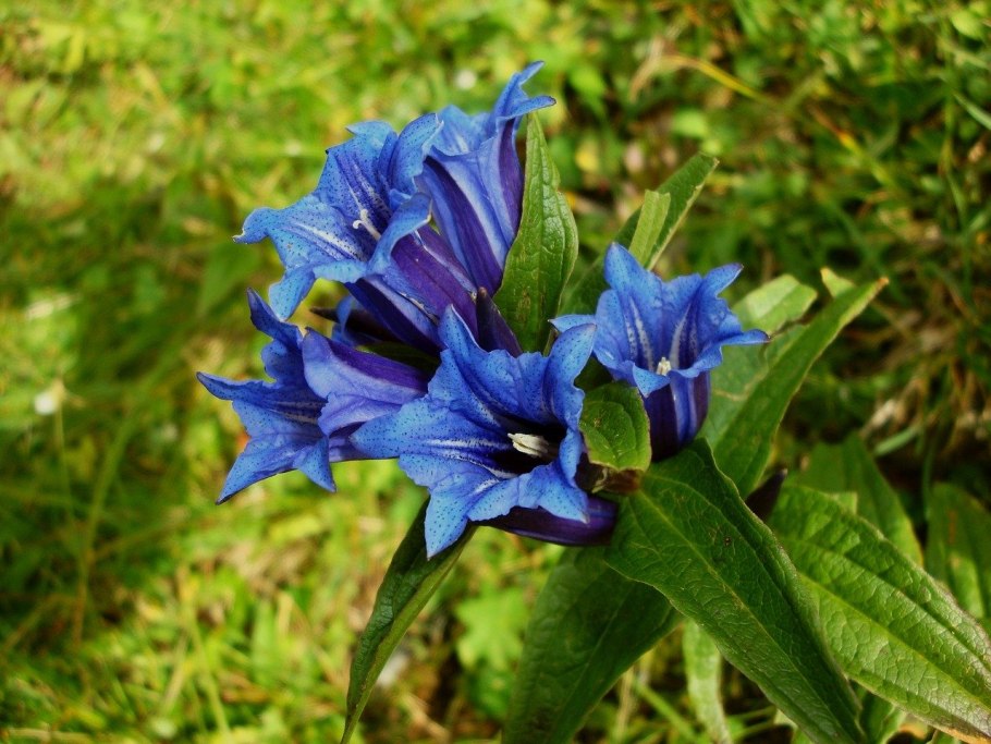 Горечавка шероховатая Gentiana scabra