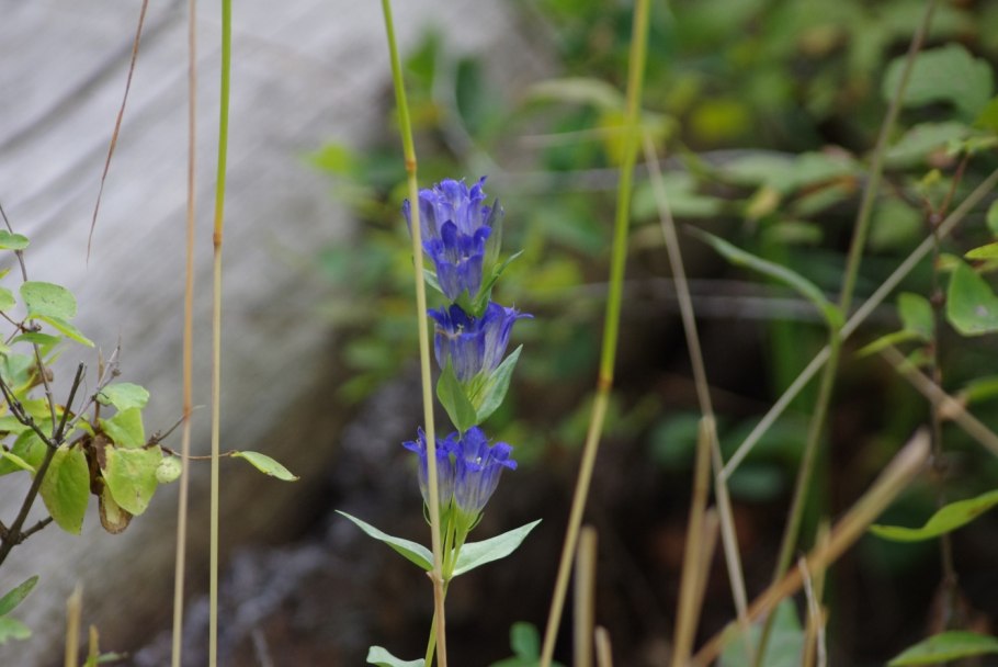 Gentiana Campestris