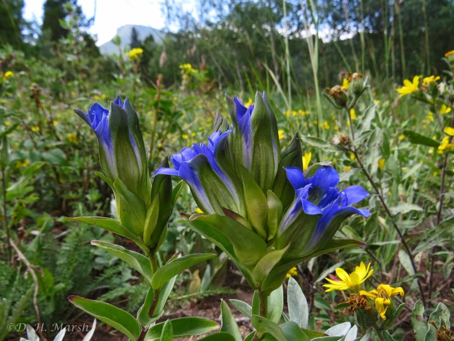 Горечавка легочная Gentiana pneumonanthe
