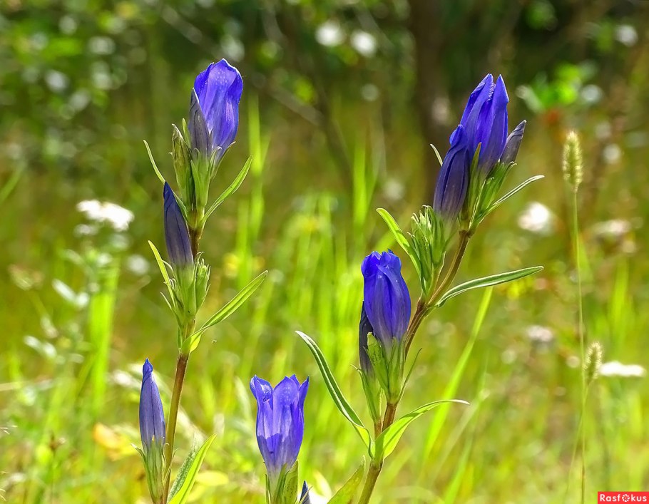 Горечавка легочная Gentiana pneumonanthe