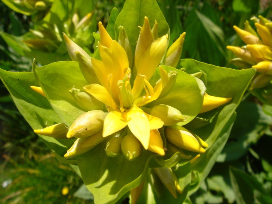 Gentiana pneumonanthe