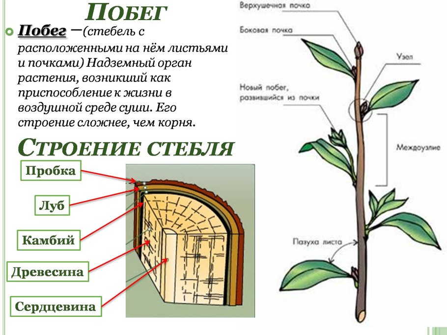 Побег стебель строение