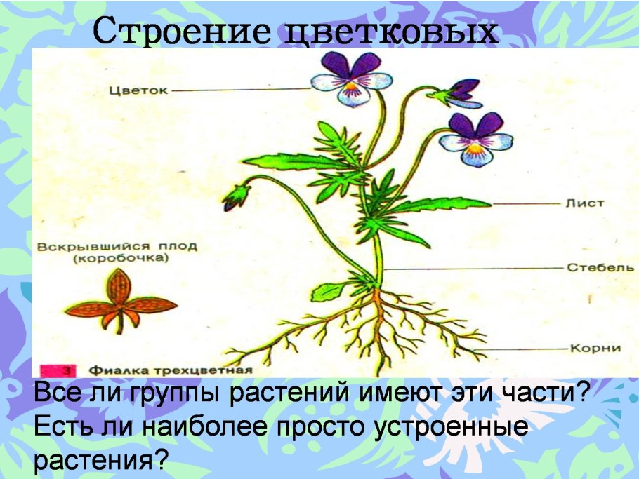 Части цветкового растения