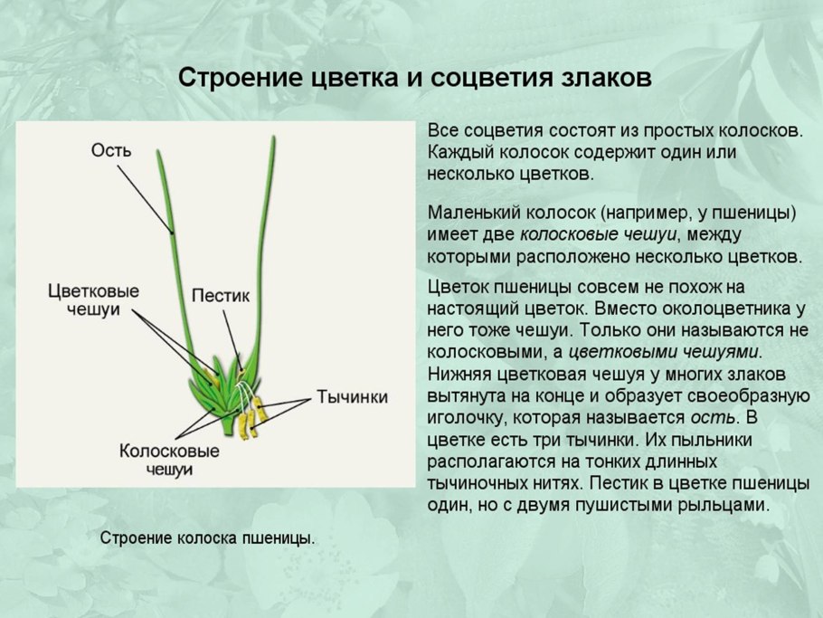 Строение цветка однодольных злаковых