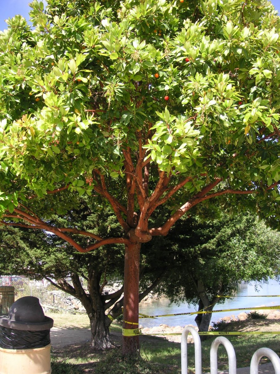 Arbutus unedo