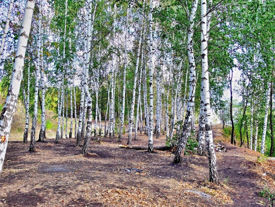 Рощица рощица рощица