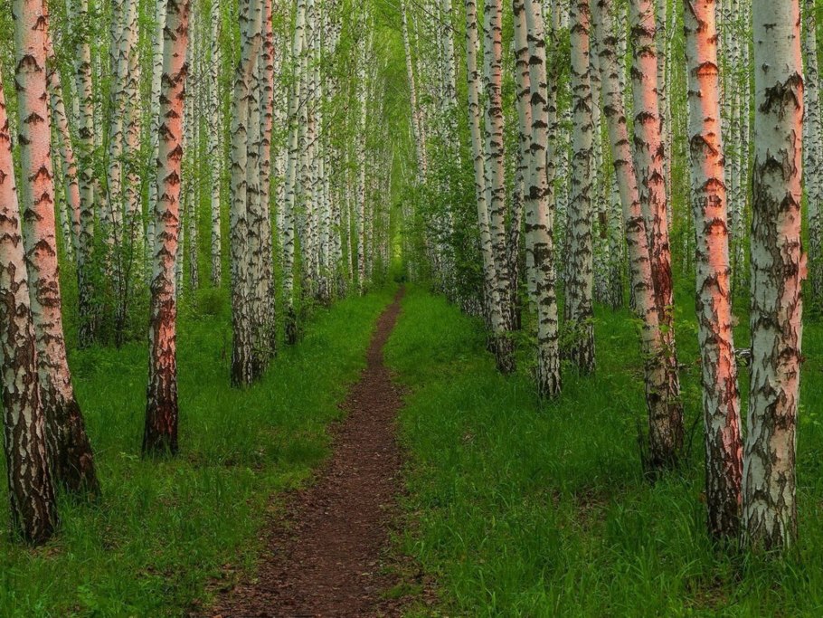 Березы в Марий Эл