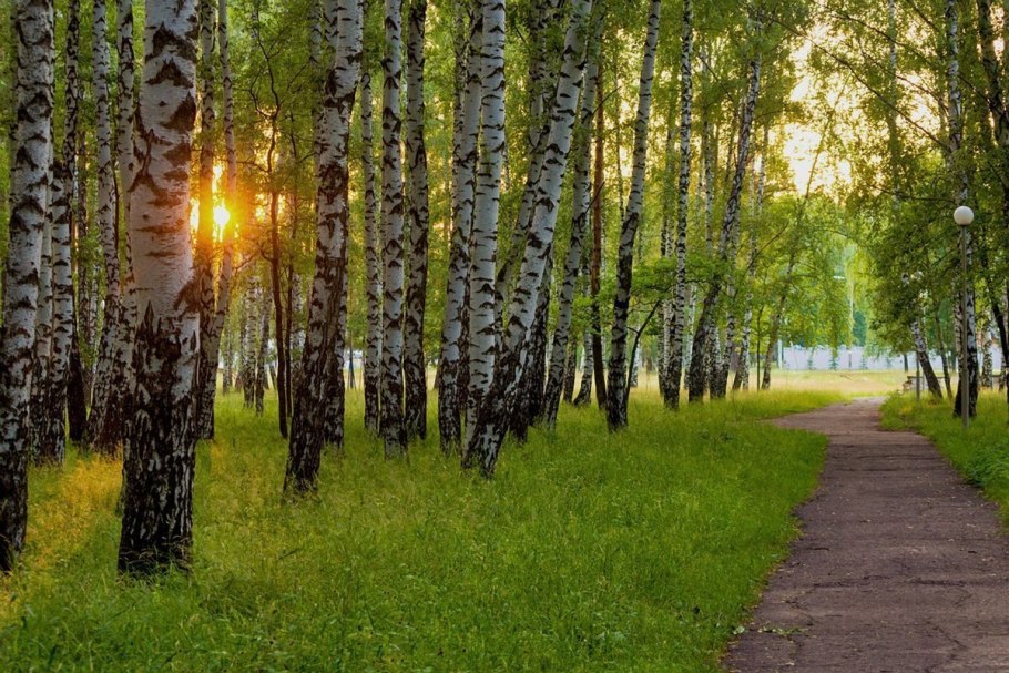 Березовая роща