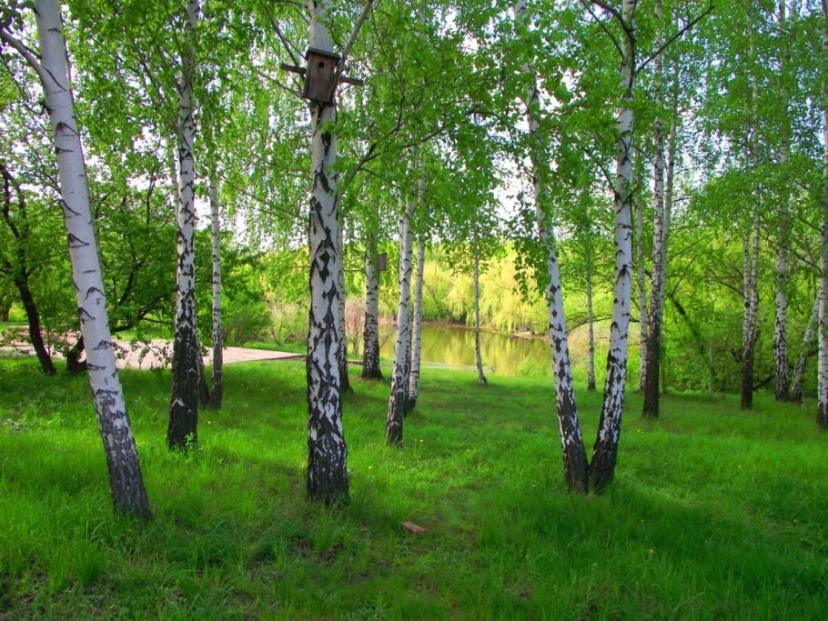 Берёзовая роща орехово-зуево