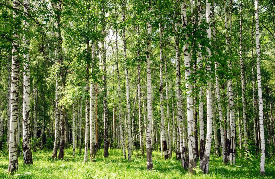 Березовая роща