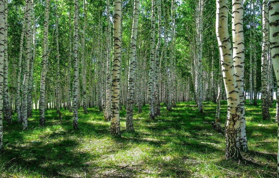 Березовая роща томск