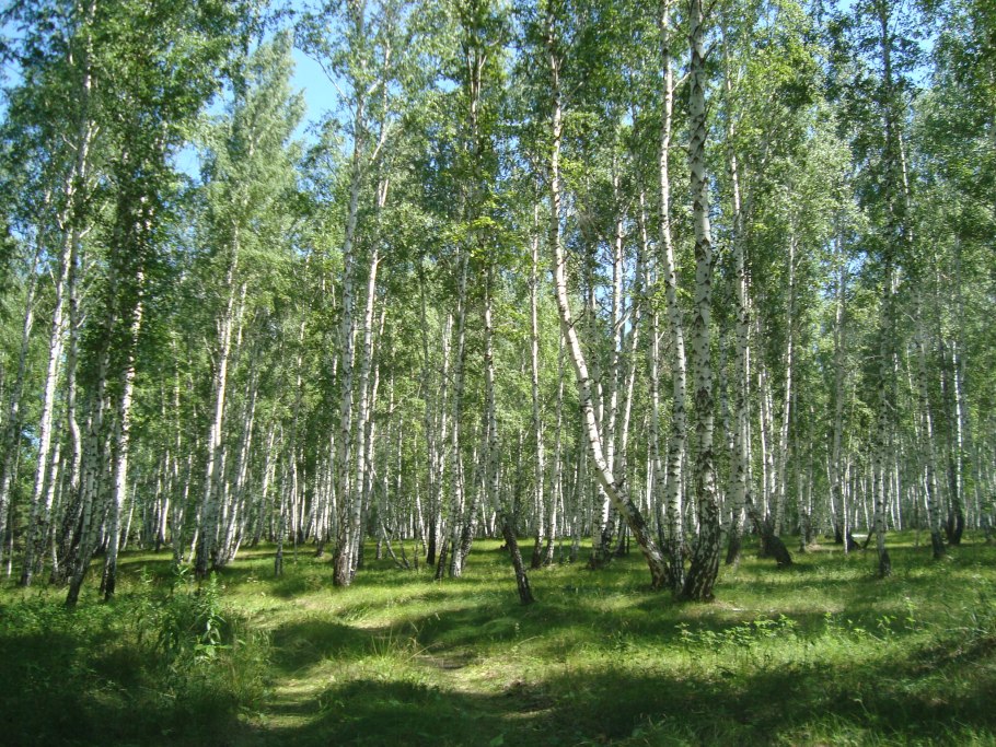 Берёзовая роща каменск-уральский