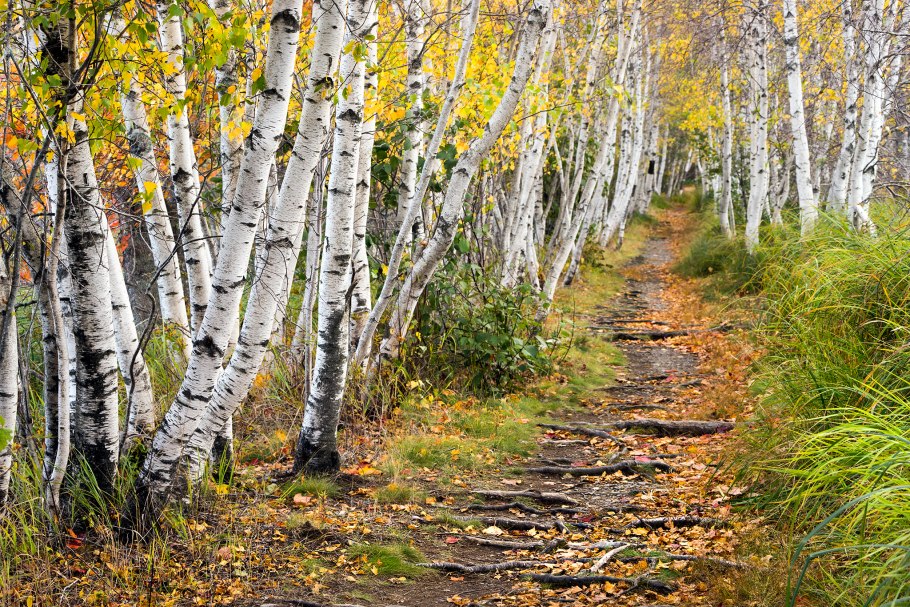 Березовая роща Томск