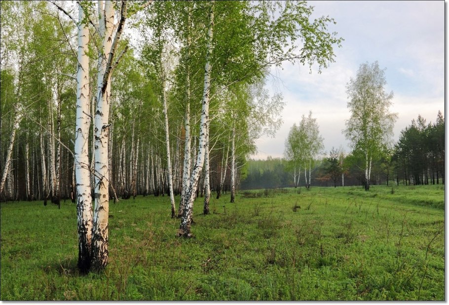 Лес Березовая роща