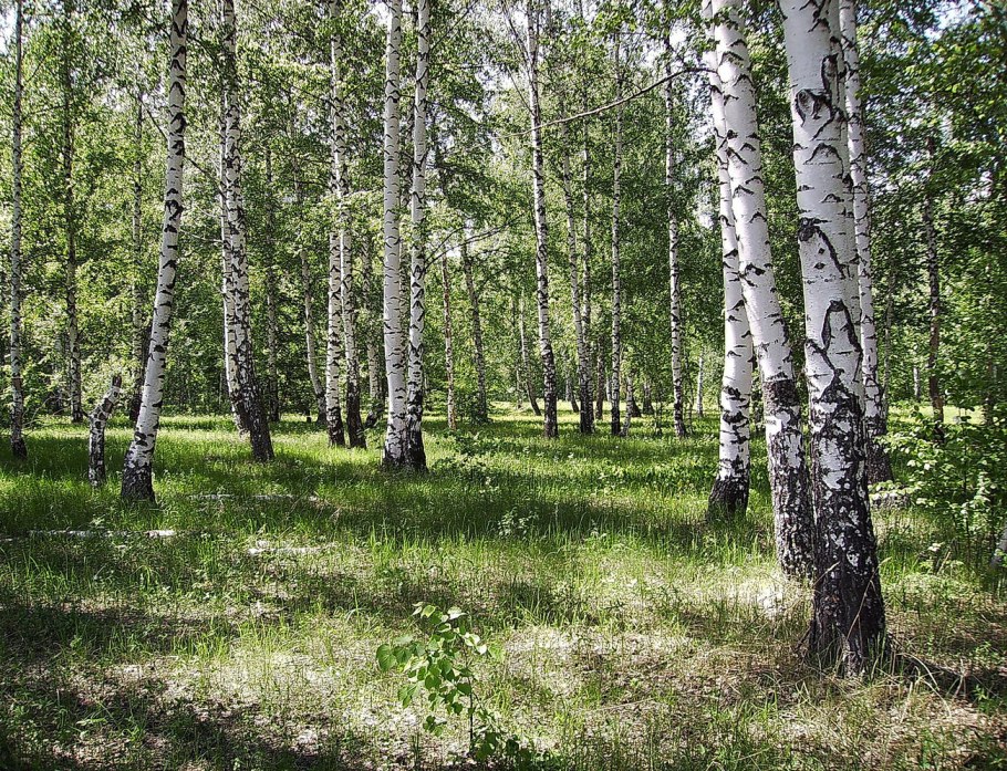 Осиновая роща Березовая роща