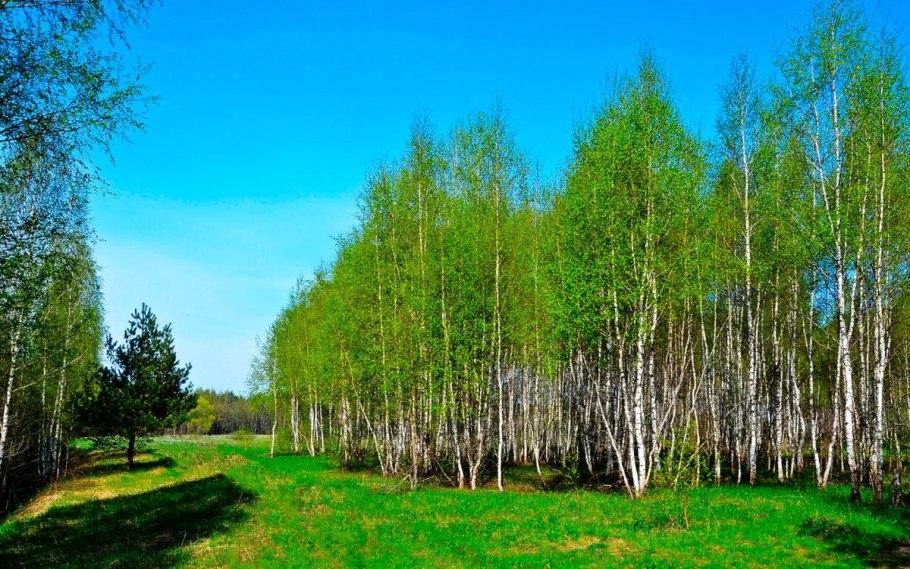 Новосибирская область Березовая роща