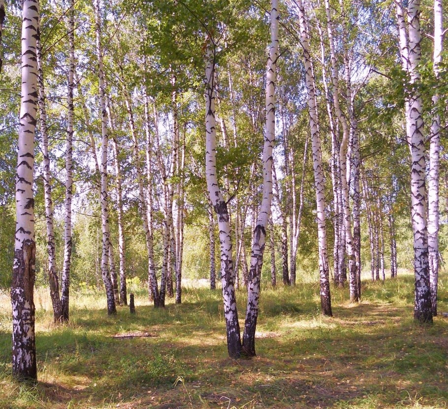 Березовая роща Горно Алтайск
