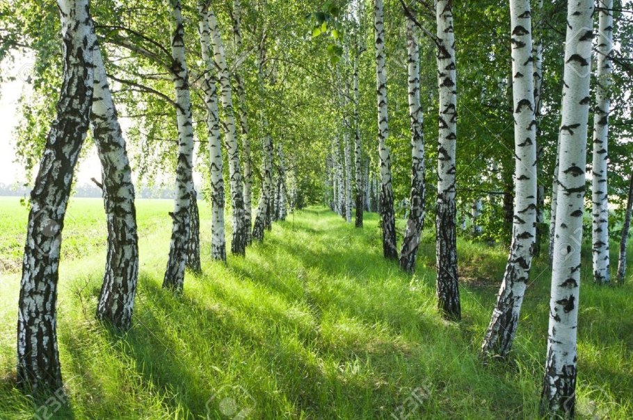 Берёзовая роща курск