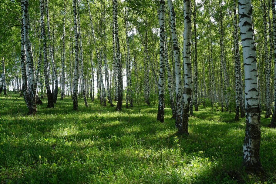 Березовая роща Абрамовская