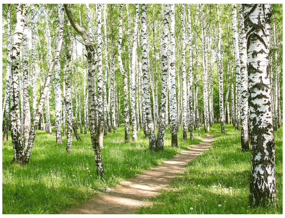 Берëзовая роща