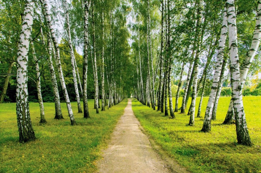 Березняк, Березовая роща