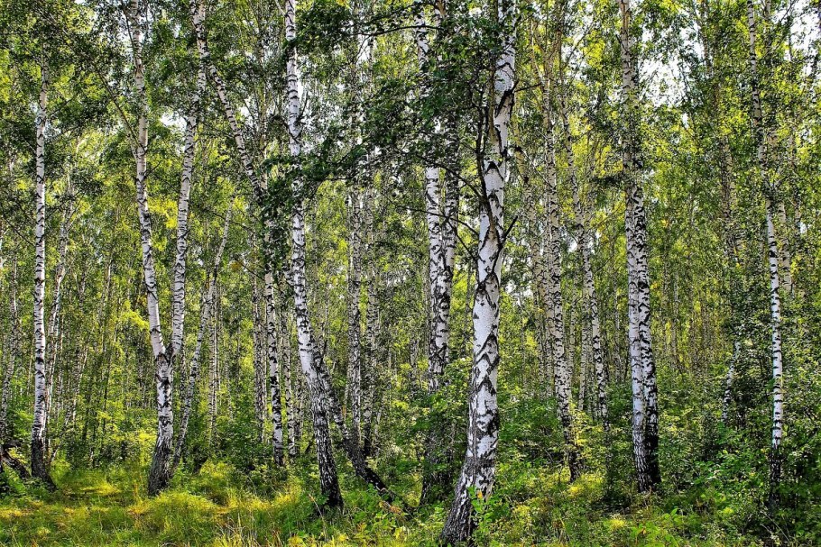 Березовая роща Рязань