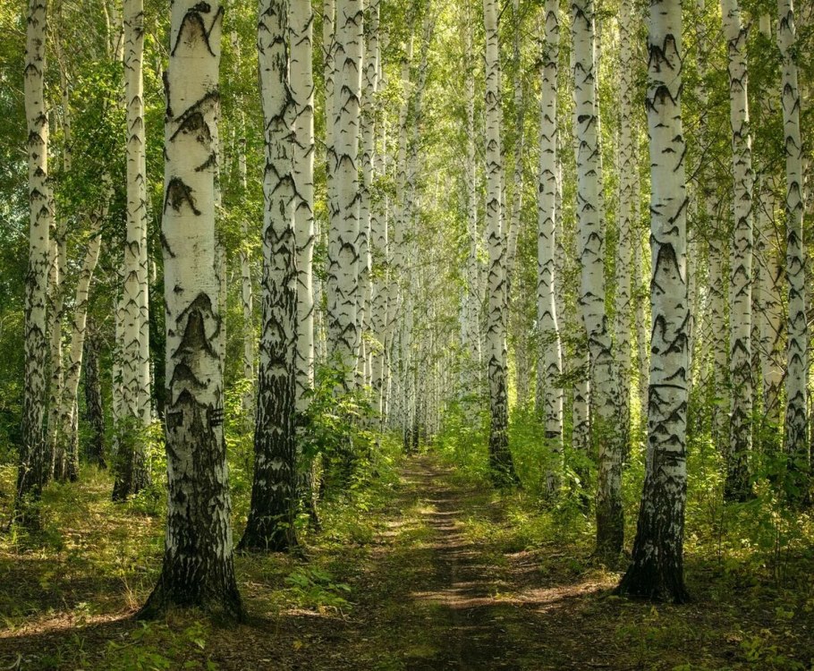 Краснодар Березовая роща роща