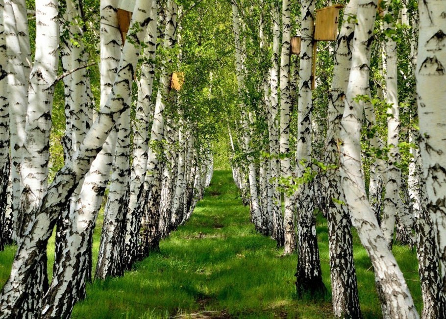 Русский лес Березовая роща