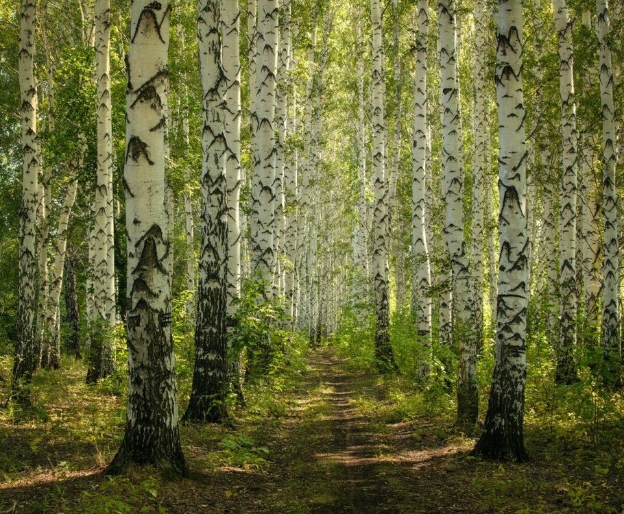 Березовая роща Димитровград