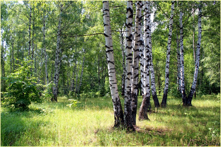 Березовая роща рязань