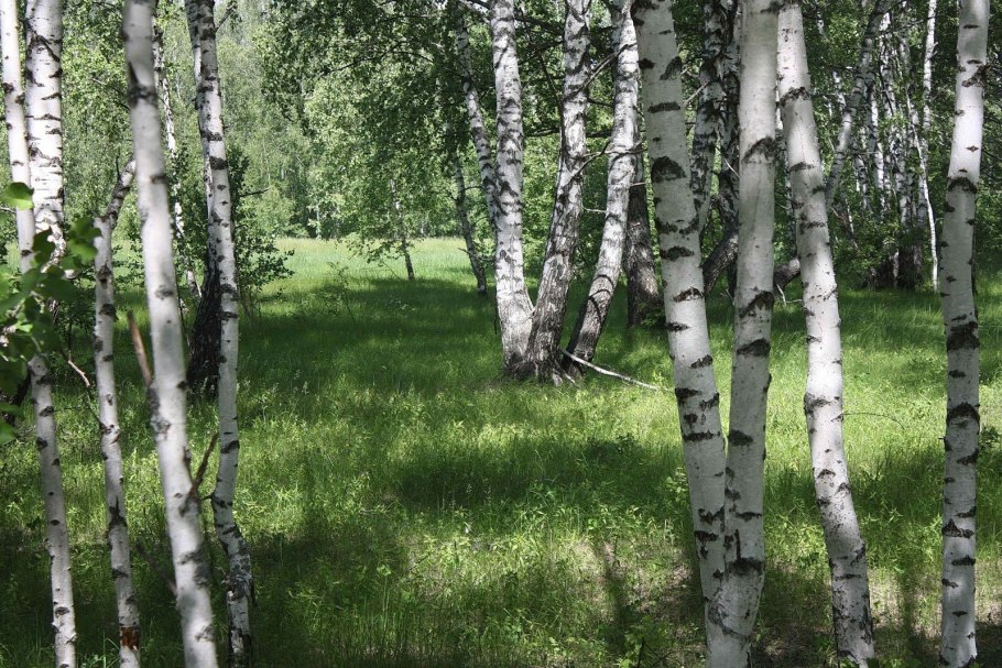 Березовая роща береза повислая