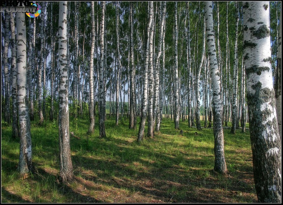 Берёзовая роща