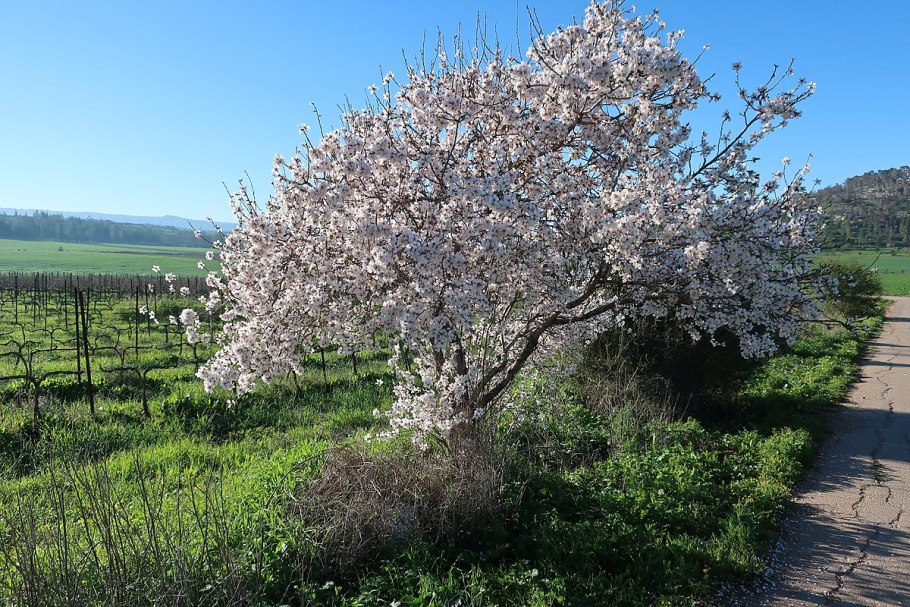 Amygdalus communis l. – миндаль обыкновенный