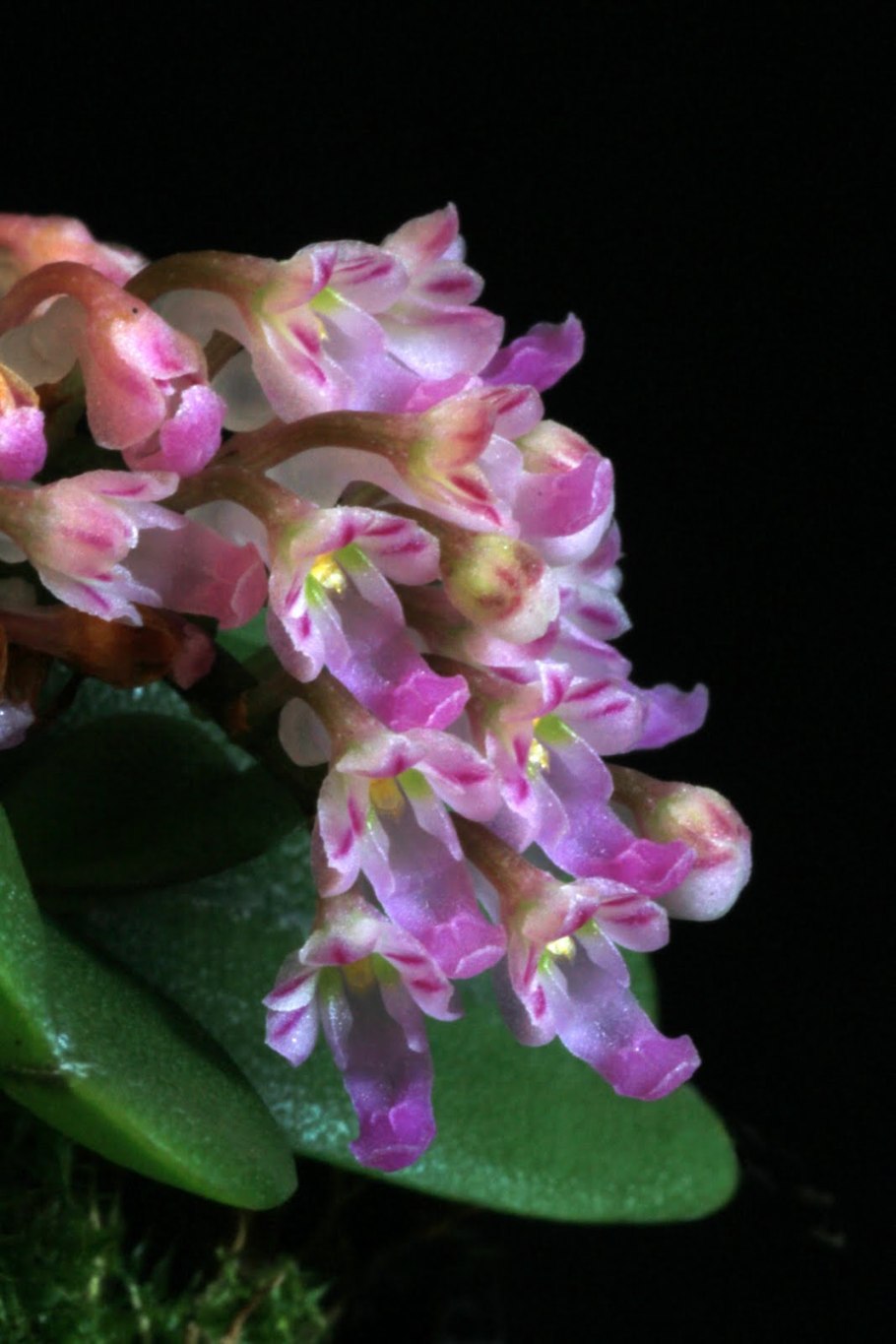 Schoenorchis brevirachis