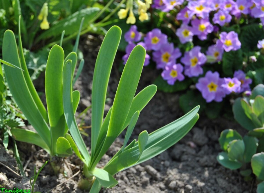Лук поникающий (слизун) (Allium Nutans)