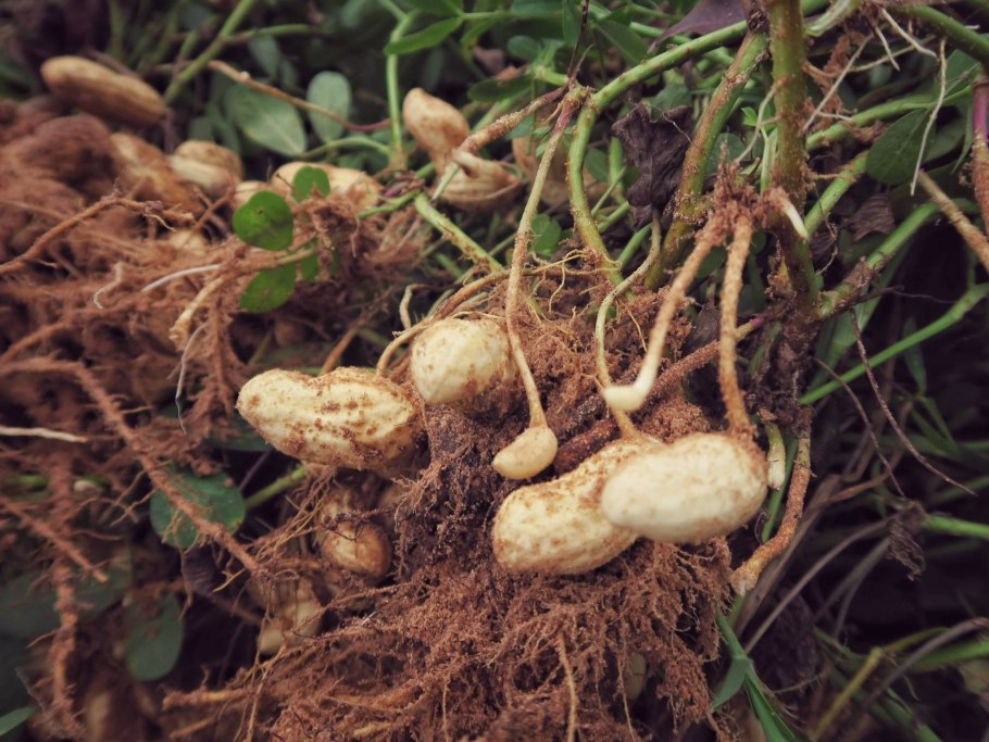 Земляной арахис