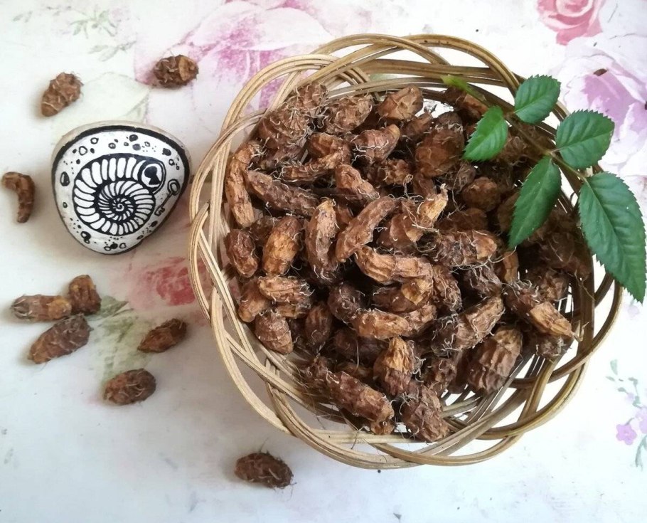 Чуфа земляной орех