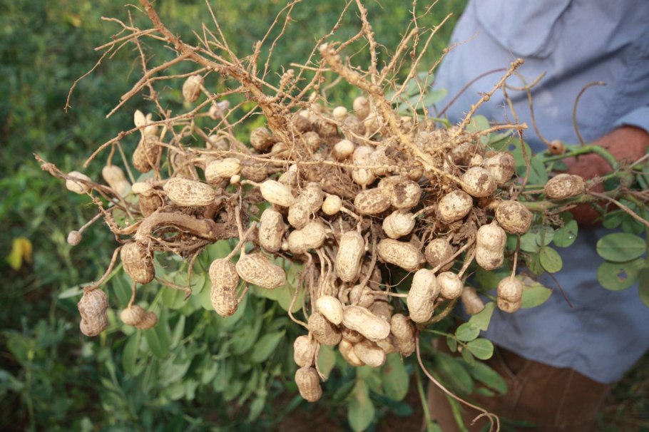 Арахис корни клубни