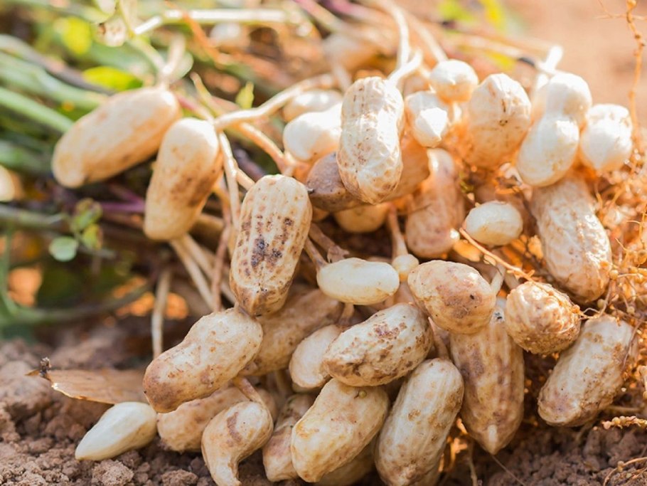 Земляной арахис