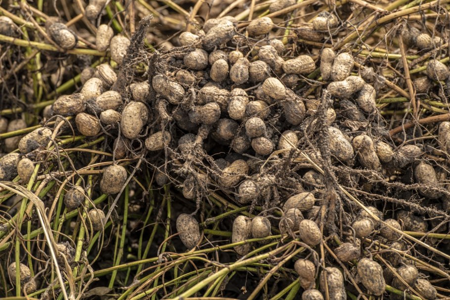 Арахис в Южной Америке