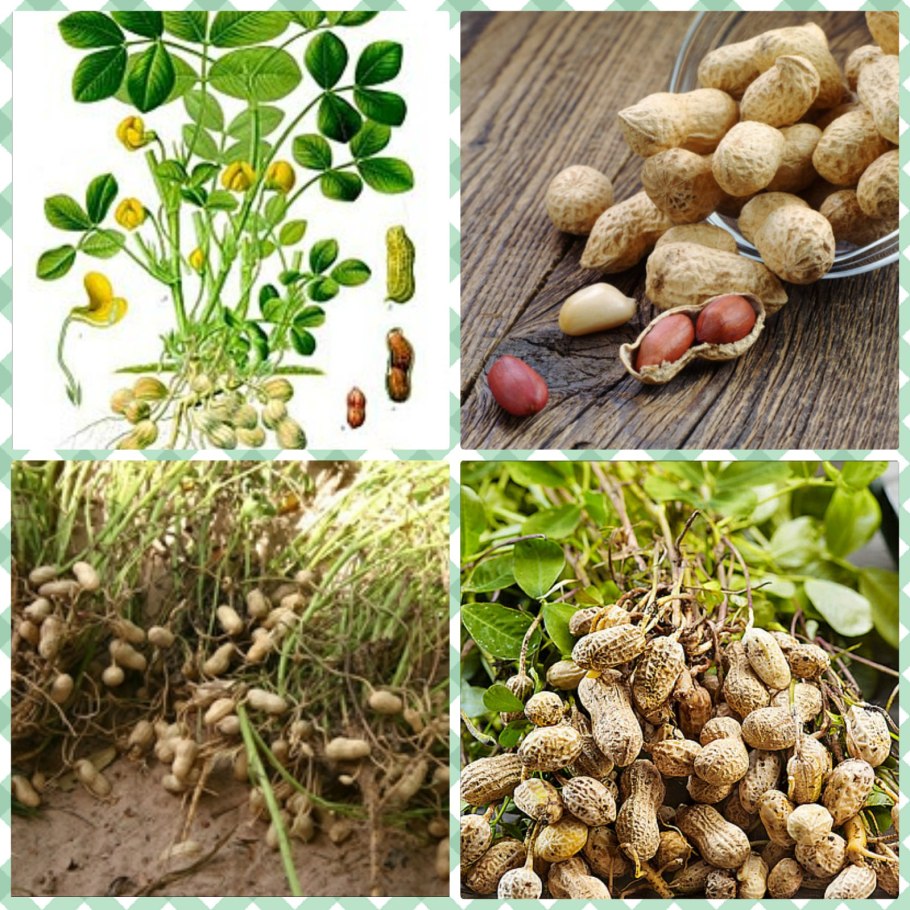 Арахис орех дерево