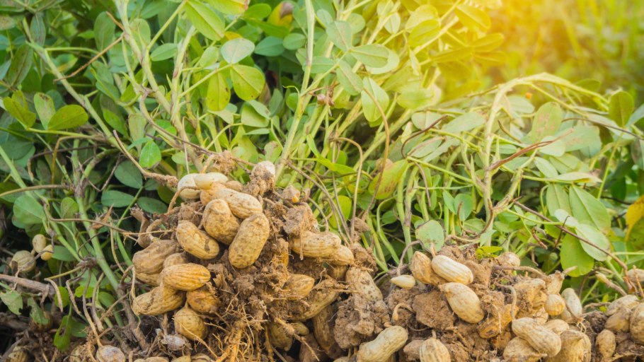 Земляной орех, арахис (Arachis hypogaea)