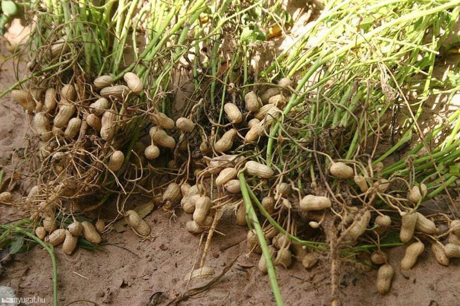 Bambara groundnut