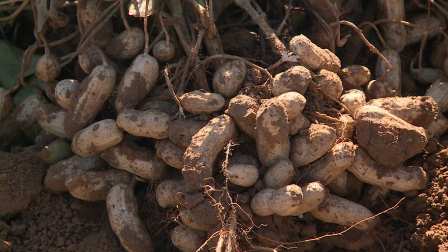 Плод арахиса