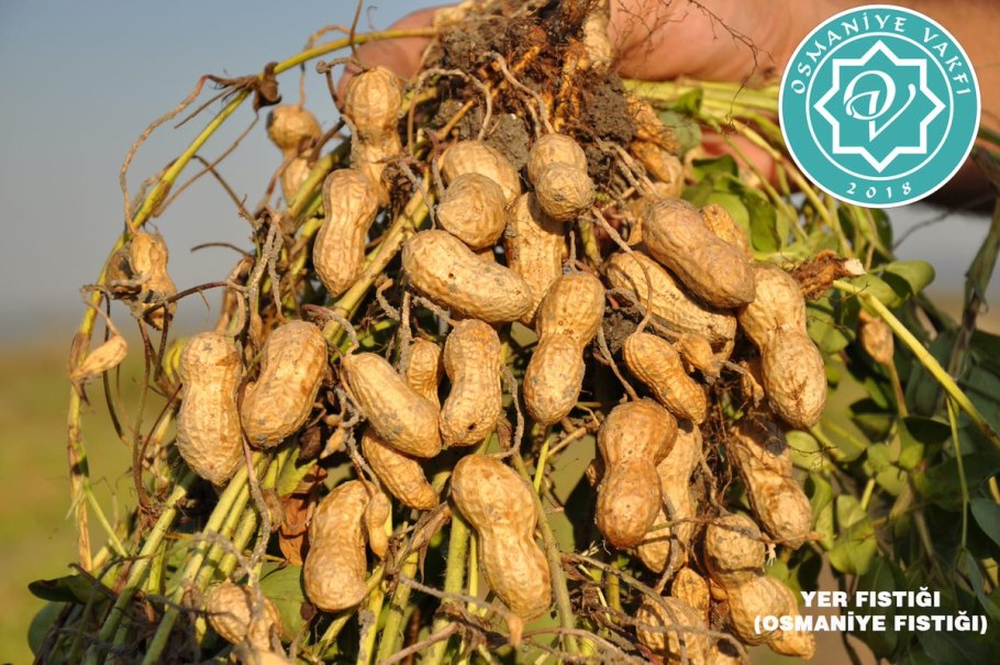 Арахис культурный(Земляной орех) Престиж ц