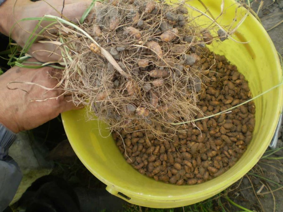 Земляной орех чуфа