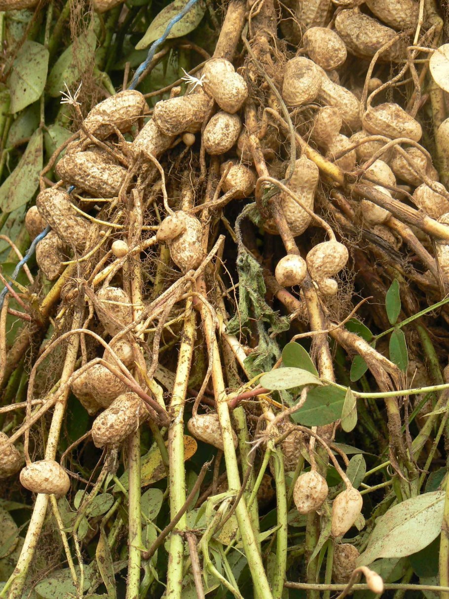 Арахис кукурахис