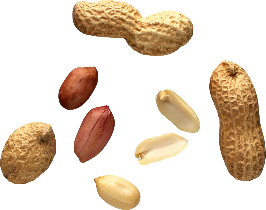 Как вырастить арахис на даче