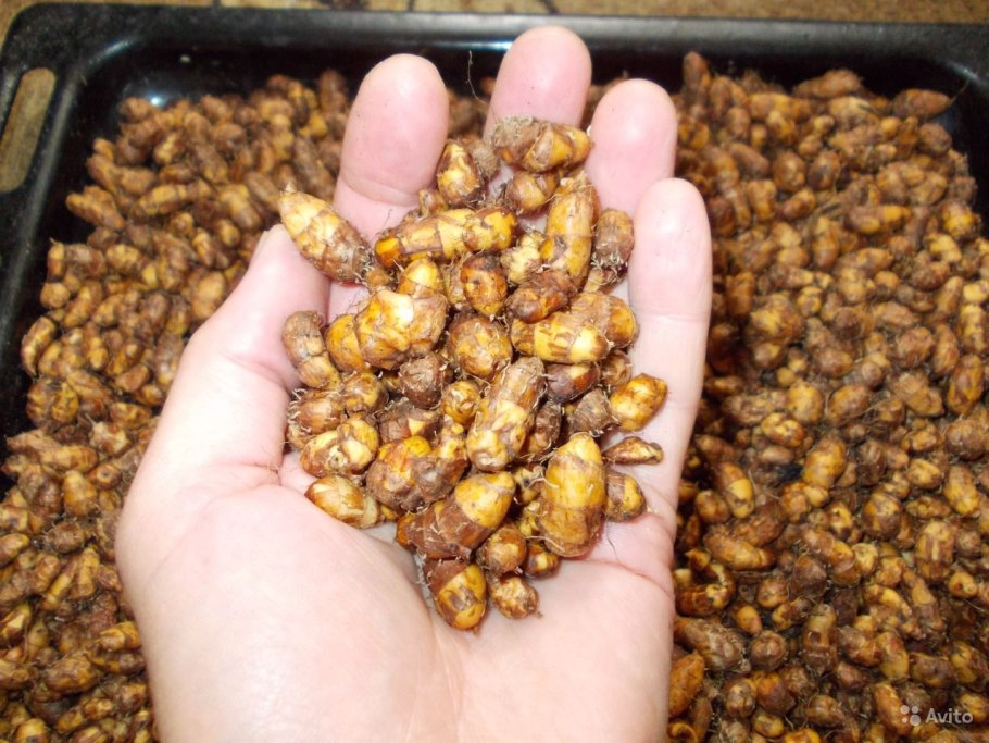 Чуфа земляной миндаль