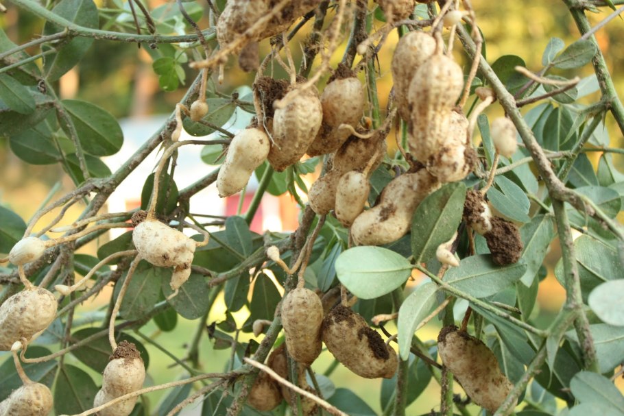 Земляной арахис